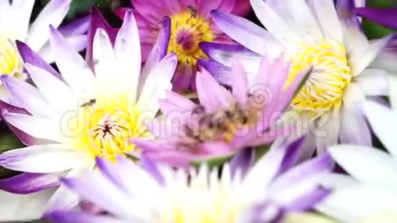 蜜蜂与莲花花粉一起飞翔视频的预览图