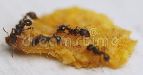 小蚂蚁发现了大量的食物片段视频的预览图