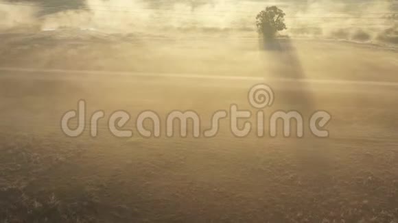 在雾中飞过早晨的夏日草地视频的预览图