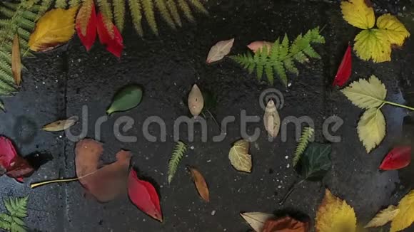 秋天的雨落在五颜六色的树叶上天气概念1视频的预览图