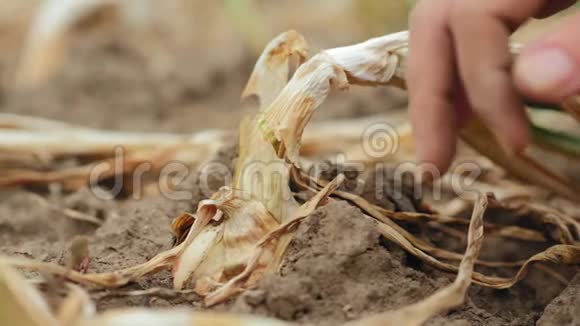 女性的手从地上拔出洋葱头视频的预览图