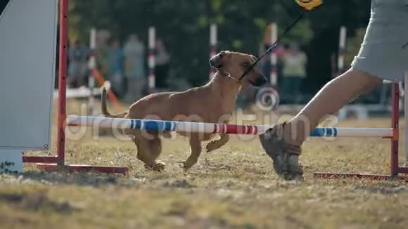 小男孩正带着他的狗品种达克申德跑着跳过一根横杆参加一场敏捷性的比赛在林中的一片空地上视频的预览图
