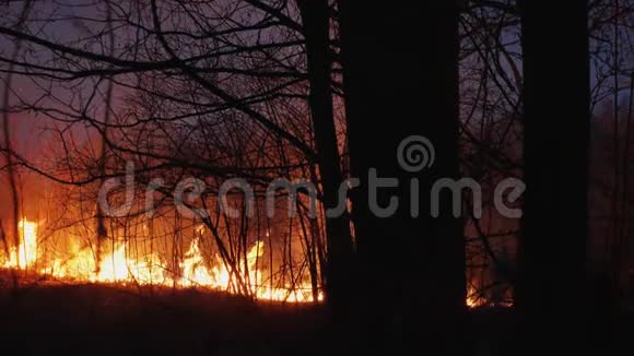 林中纵火火焰中森林视频的预览图