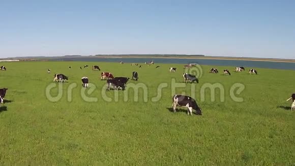 奶牛在牧场上视频的预览图