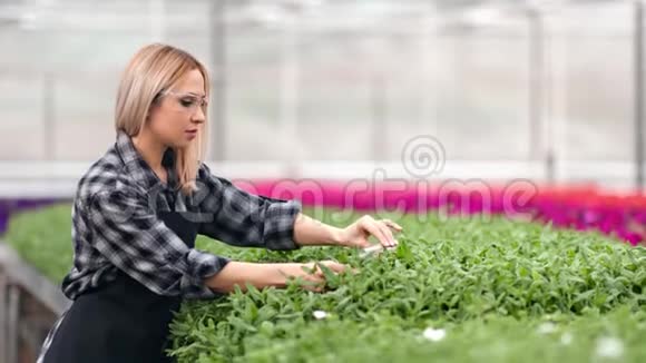 年轻的女农民倒苗拿着玻璃管在温室中镜头工作视频的预览图