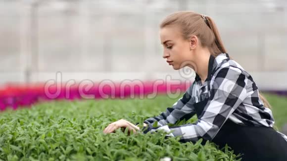 关爱年轻的女农业工人用玻璃管中的特写镜头浇灌有机植物视频的预览图