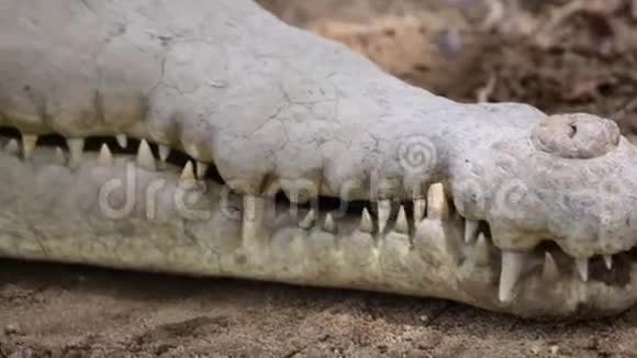 鳄鱼的嘶嘶声和疯狂视频的预览图