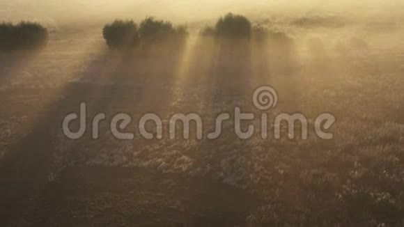 在雾中飞过早晨的夏日草地视频的预览图