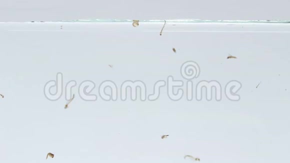 游泳时的蚊子幼虫视频的预览图