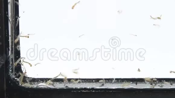 游泳时的蚊子幼虫视频的预览图