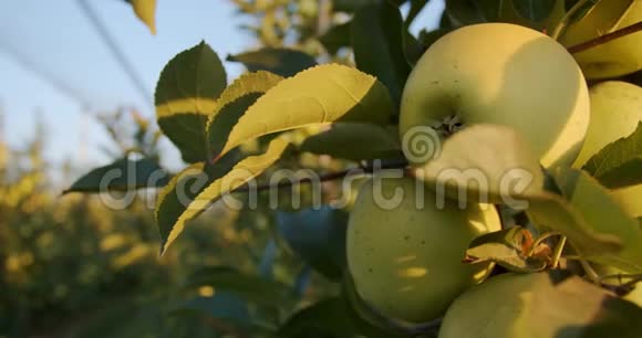 新鲜的绿苹果在树上阳光明媚的夜晚在苹果园4k视频的预览图