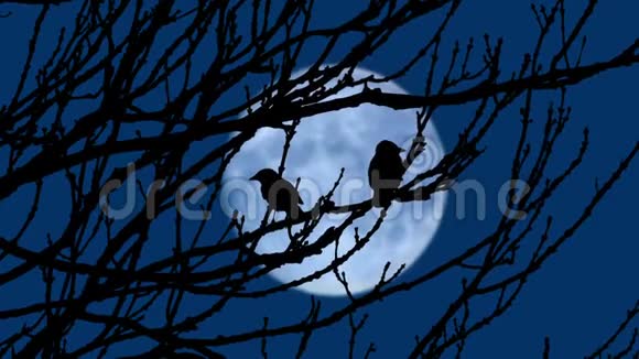 鸟儿在黑夜中飞翔月亮在远方视频的预览图