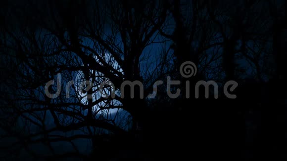 月亮在森林中的老树上闪耀视频的预览图