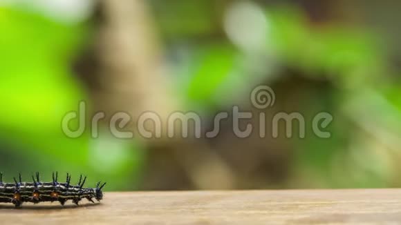 爬在木头表面的彩色带刺蝴蝶毛毛虫RailayKrabi视频的预览图