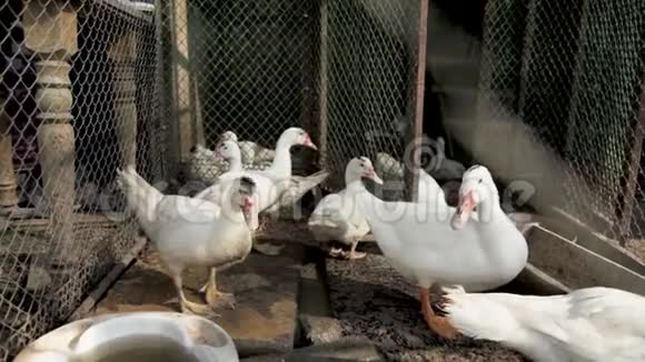家禽农场牧场上的鹅视频的预览图