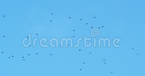 冬天乌鸦在蓝天上飞翔视频的预览图