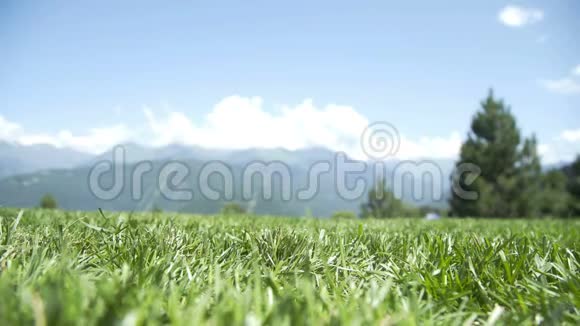 女人脚在绿色的夏草上散步田野的花夏天蓝天云山视频的预览图