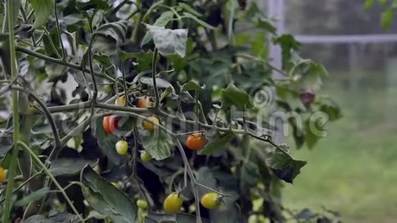 绿色和红色的樱桃小番茄生长在蔬菜床上农村土壤园圃种植蔬菜视频的预览图