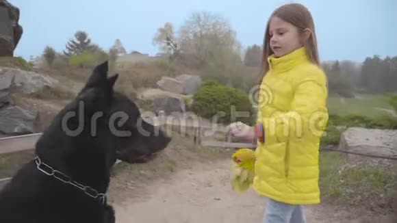 可爱的白人女孩穿着黄色外套训练她可爱的狗秋天公园里的大黑杜宾和他的主人视频的预览图