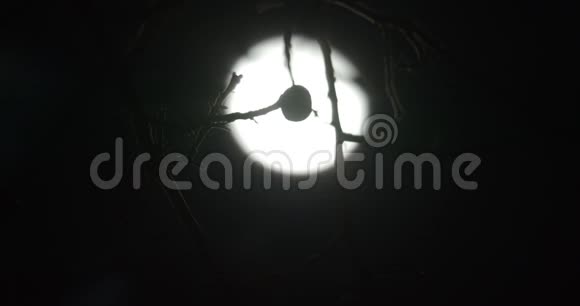 被风吹动的树枝剪影在漆黑的夜空中伴随着月亮视频的预览图
