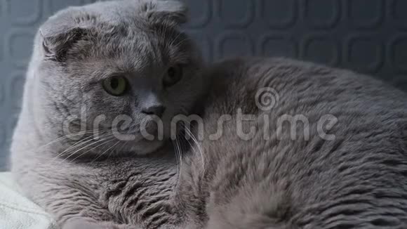 一只悲伤美丽的银褶苏格兰猫有着巨大的琥珀色眼睛视频的预览图