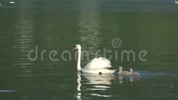 天鹅妈妈带着小天鹅在自然栖息地家庭远处游泳视频的预览图