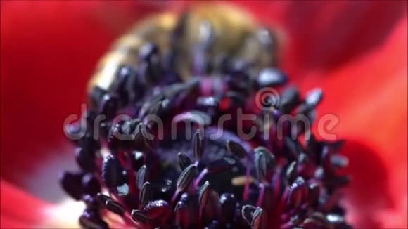 一只黄蜂从盛开的花朵的花瓣中采集花蜜视频的预览图