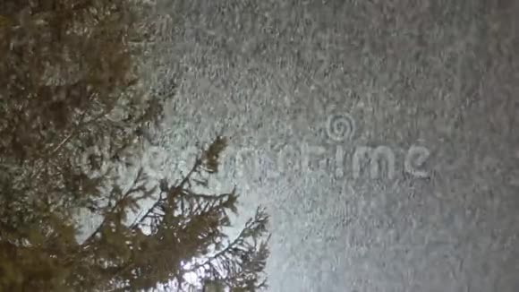 新雪落在背景树上视频的预览图