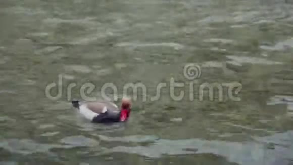 一只棕色背部和一只红色喙的鸭子在安纳西湖的碧水中游泳法国视频的预览图