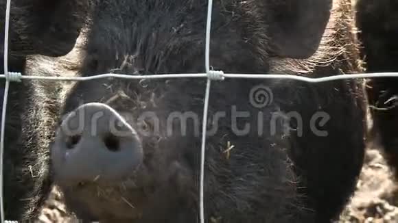 黑猪在栅栏上打鼻子视频的预览图