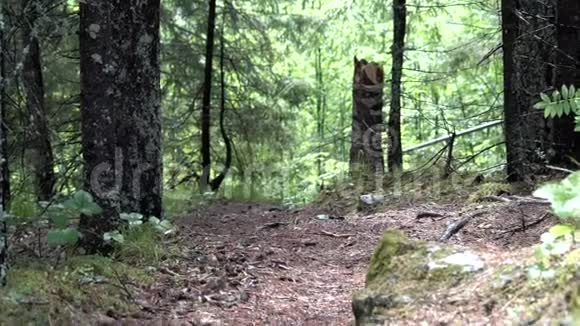 森林小径上长满苔藓的大巨石长满了绿草和树木库存录像森林道路和小径视频的预览图