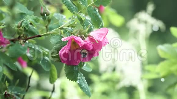 在夏天的城市公园里用一朵玫瑰的粉红色花把大黄蜂收起来库存录像野生的自然背景视频的预览图