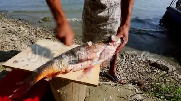 渔民清洁和切割多瑙河岸边的新鲜鱼视频的预览图