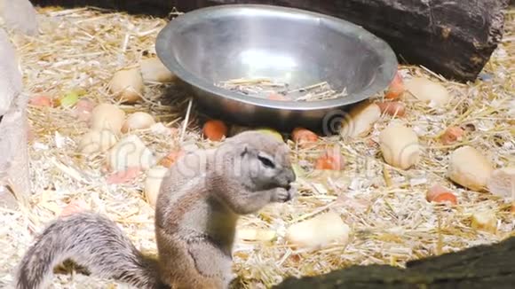 松鼠吃食物视频的预览图