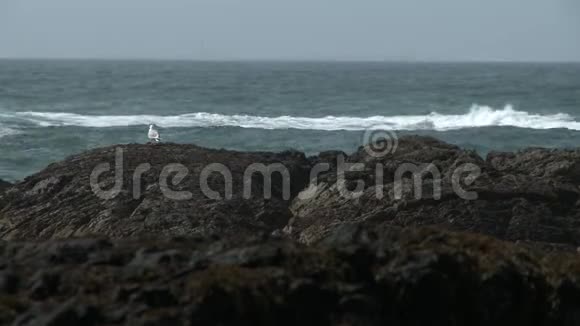 海鸥在海边的岩岸上视频的预览图