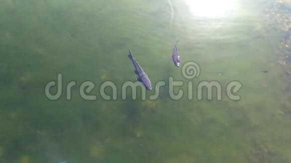 鱼在湖里游泳视频的预览图