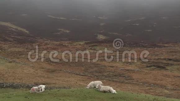 在山脚下躺着的羊群视频的预览图