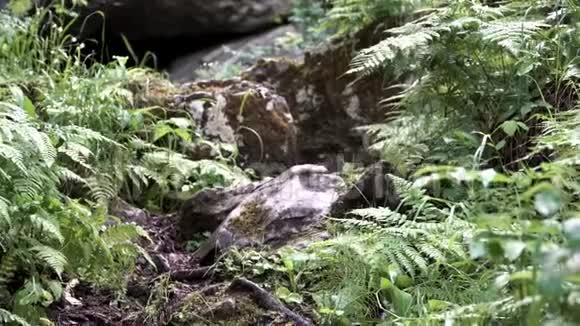 被绿草包围的森林里长满苔藓的大巨石库存录像森林道路和小径苔藓视频的预览图