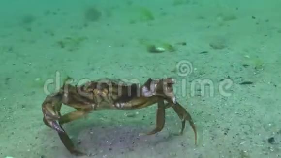 大青蟹猴面包树快速跑过沙滩攻击潜水员手指入侵物种视频的预览图