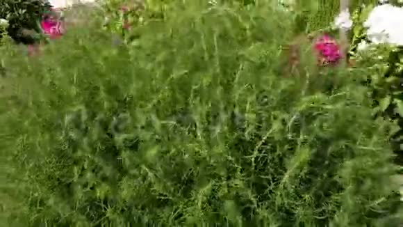 房子里的绿色观赏草在风中摇曳视频的预览图
