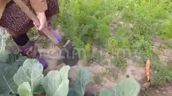 女人用铲子拉一个大胡萝卜园艺主题视频的预览图