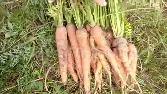 成熟的胡萝卜被绿叶带走带在花园里视频的预览图