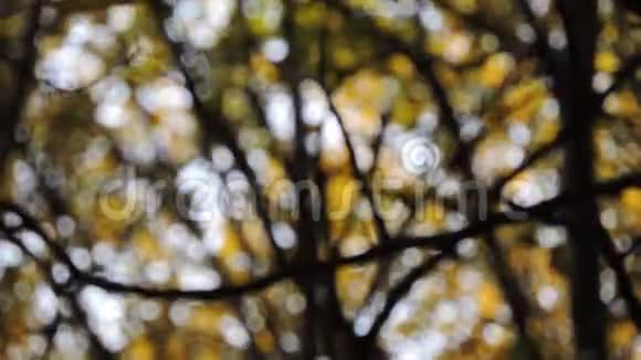 秋天公园里的黄树模糊的秋叶轮廓视频的预览图