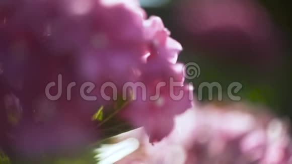嫩粉红色绣球模糊背景夏日自然概念行动美丽柔软的花瓣下的花视频的预览图