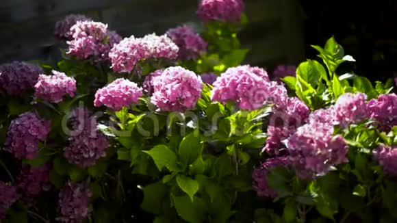 夏天阳光明媚的日子里绣球花丛里令人惊叹的粉色花朵行动春天盛开着美丽的花朵视频的预览图