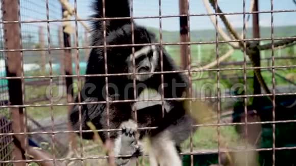 猴子在动物园吃饭视频的预览图