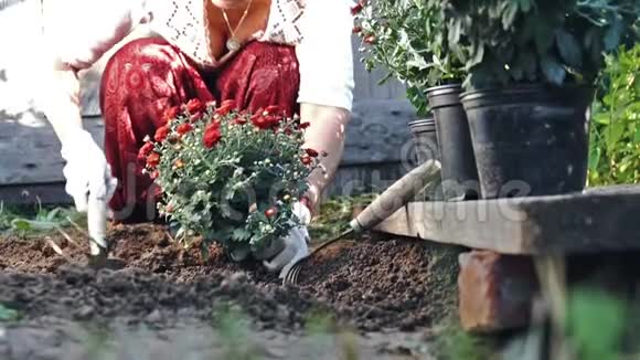 戴防护手套的女人把一丛红菊花种进土里慢动作视频的预览图