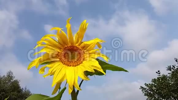 黄色的向日葵迎风摇曳视频的预览图