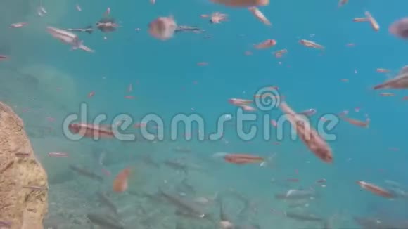 淡水河潜水水下鱼类视频的预览图