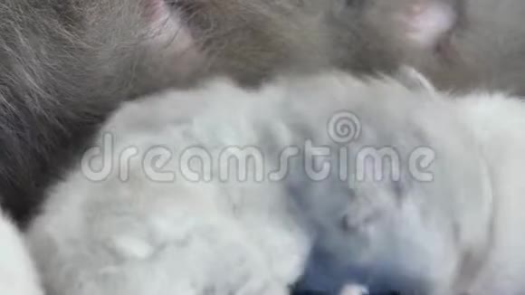 新出生的小猫为妈妈牛奶而战特写镜头视频的预览图